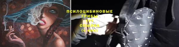 хмурый Белокуриха
